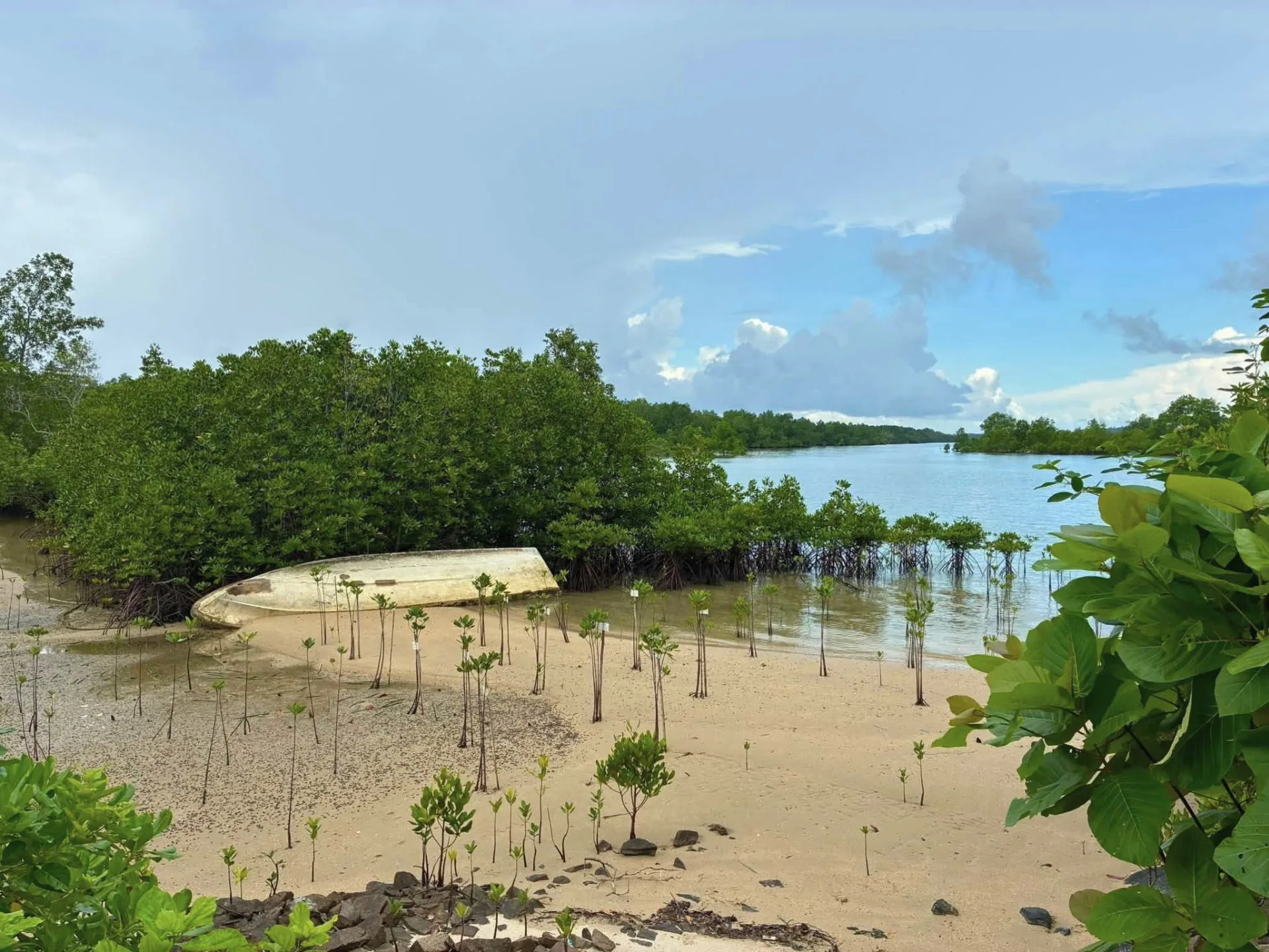 Sandy shoreline dotted with young mangrove saplings, an overturned white boat, and calm blue water under a bright sky on Bintan Island, Indonesia.