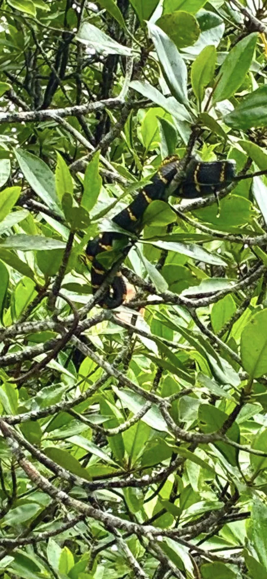 Black and yellow gold-ringed mangrove snake coiled among green mangrove branches and leaves on Bintan Island, Indonesia.