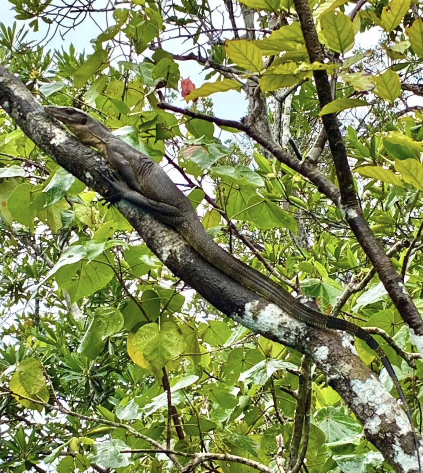 Large water monitor lizard resting along a tree branch surrounded by green foliage on Bintan Island, Indonesia.