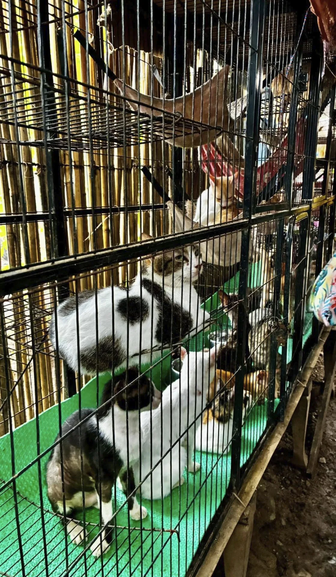 Rescued cats resting in stacked wire cages with hammocks and green mats at the Coron Animal Shelter in the Philippines.
