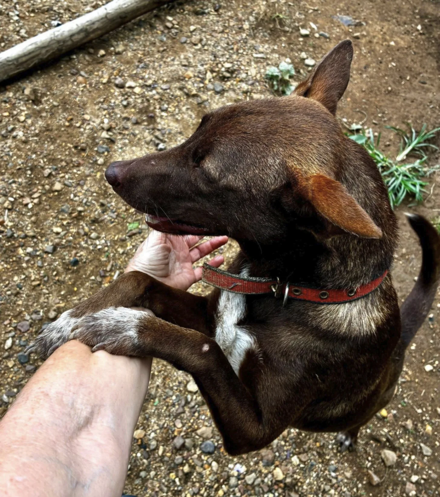 Brown and white shelter dog in a red collar resting its paw in an outstretched human hand on gravel at the Coron Animal Shelter in the Philippines.