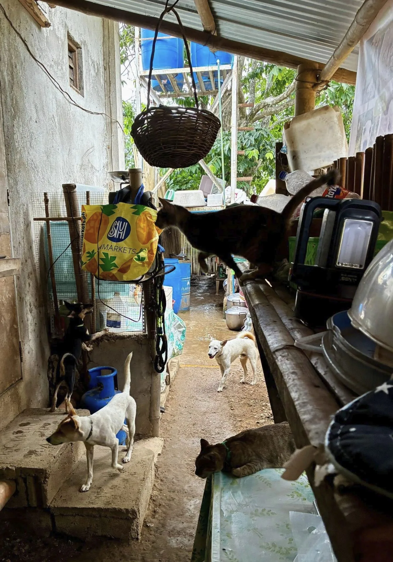 Several rescued dogs and a cat moving around a rustic covered shelter yard with water barrels and bamboo fencing at the Coron Animal Shelter in the Philippines.