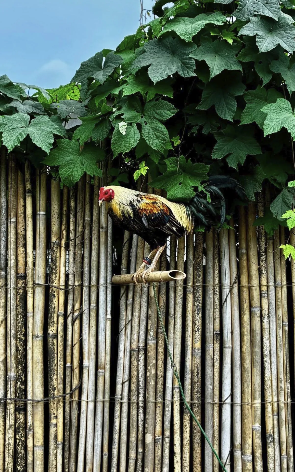 Colorful rooster perched on a bamboo fence perch under large green leaves at the Coron Animal Shelter in the Philippines.