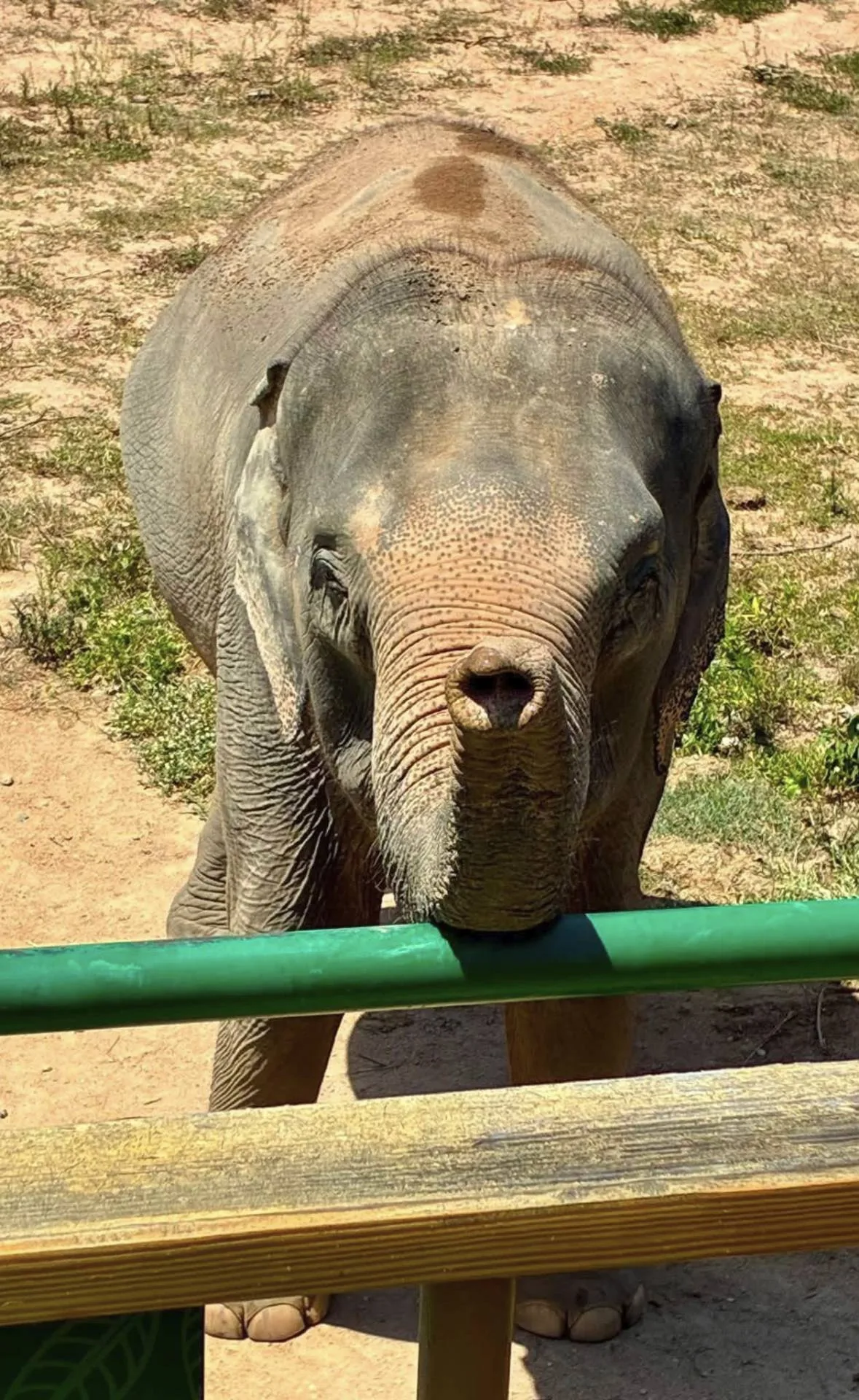 Close-up of an Asian elephant resting its trunk on a green metal railing in a sunny sanctuary enclosure on Koh Samui, Thailand.