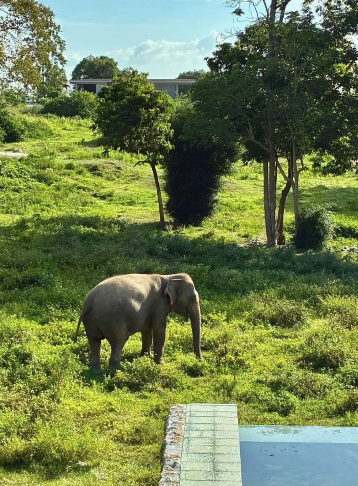 Asian elephant grazing on a green grassy hillside beside an infinity pool edge on Koh Samui, Thailand.