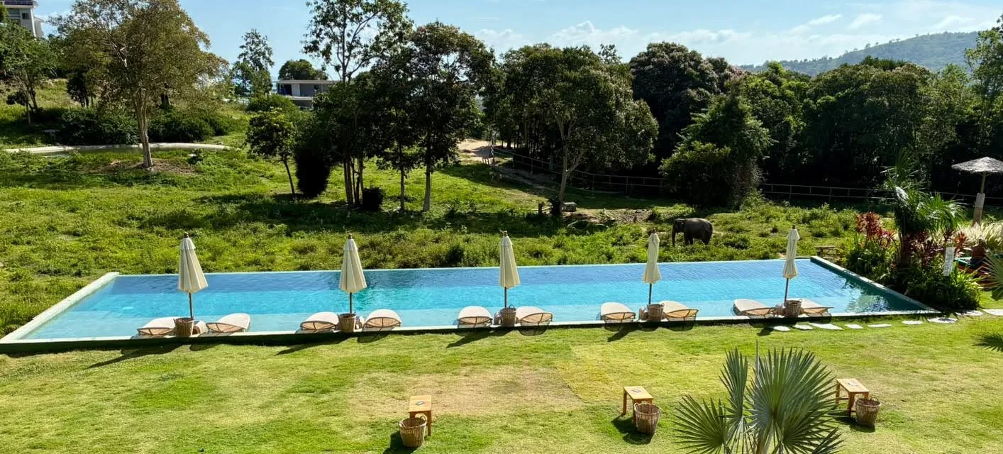 Infinity pool with white umbrellas and loungers overlooking a green hillside where an elephant roams on Koh Samui, Thailand.