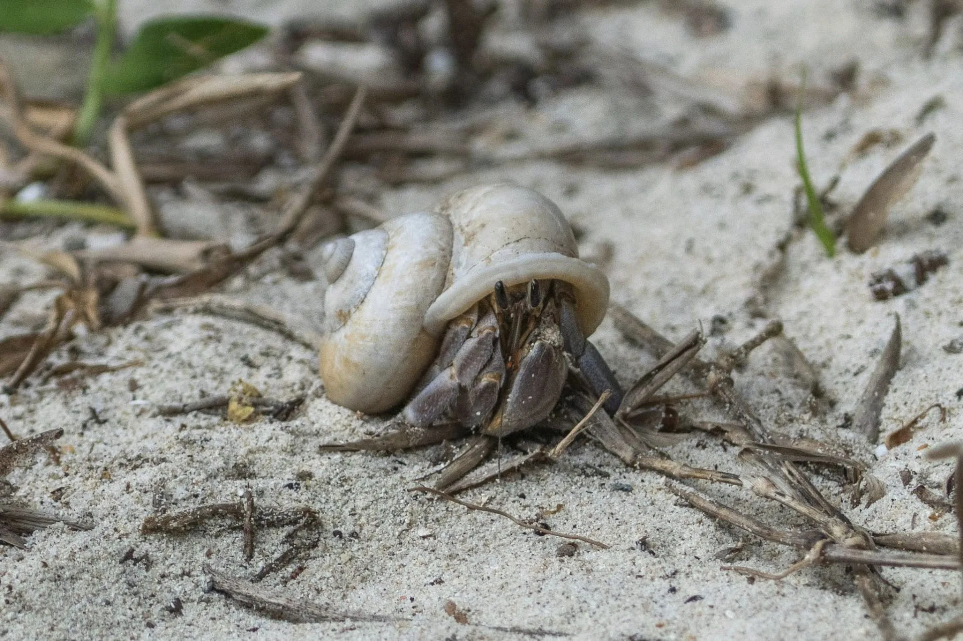 Hermit crab tucked inside a pale spiral shell crawling over sandy ground scattered with dried grass and twigs on Tenggiling Island, Indonesia.