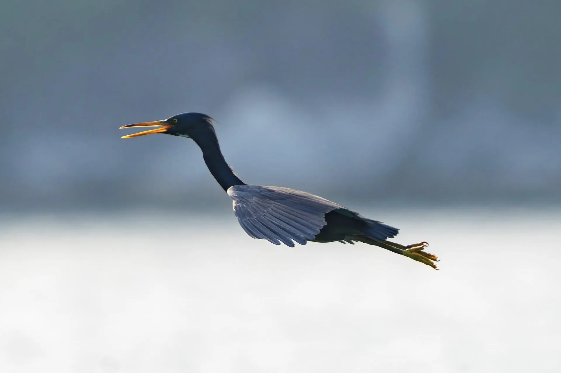 Dark grey Pacific reef egret flying low over pale water with wings outstretched and beak open on Tenggiling Island, Indonesia.