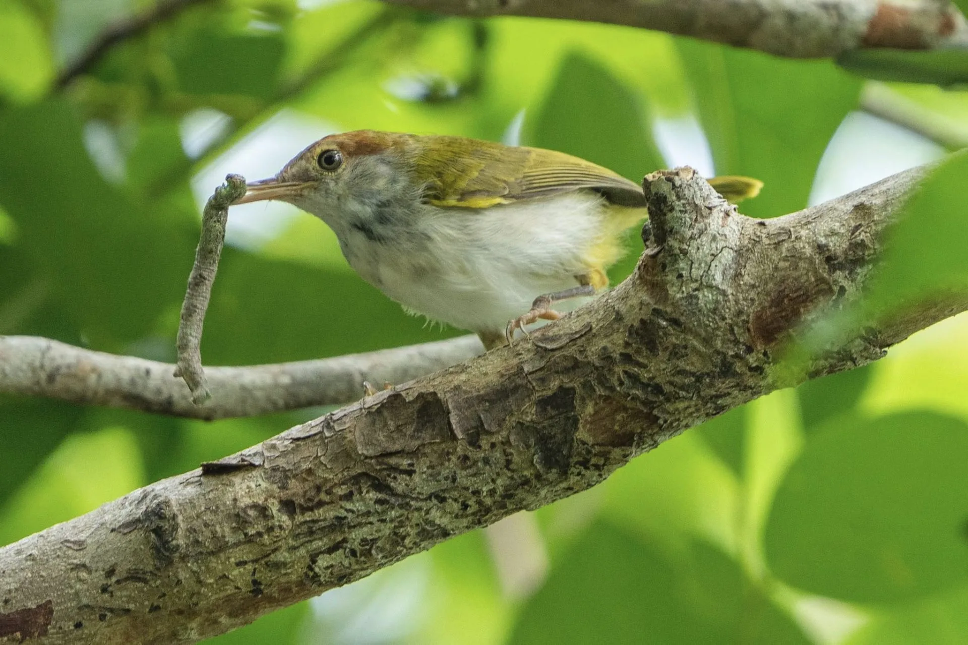 Small olive and rufous common tailorbird perched on a branch holding a twig in its beak among bright green leaves on Tenggiling Island, Indonesia.